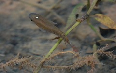 Aplocheilus lineatus