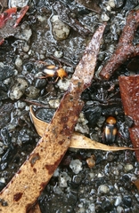 Phyllotocus macleayi