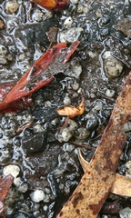 Phyllotocus macleayi