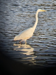 Ardea alba