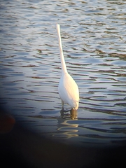 Ardea alba
