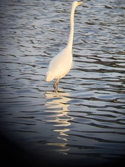 Ardea alba