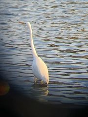 Ardea alba