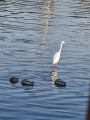 Ardea alba