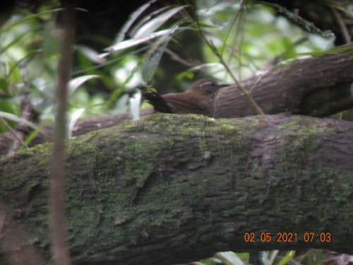 Sharp-tailed Streamcreeper
