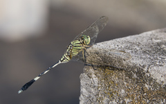 Orthetrum sabina