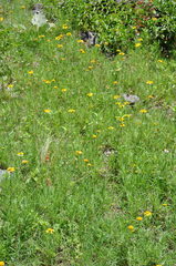 Gaillardia megapotamica