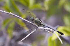 Orthetrum sabina