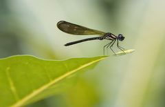 Heliocypha fenestrata cornelli