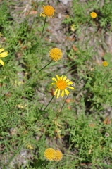 Gaillardia megapotamica