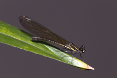 Heliocypha fenestrata cornelli