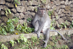 Macaca fascicularis