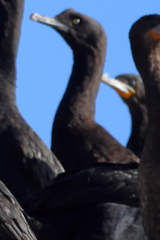 Phalacrocorax neglectus