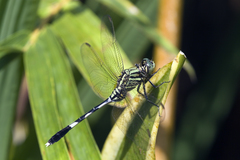 Orthetrum sabina