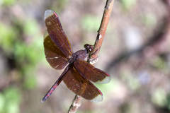 Neurothemis terminata