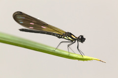Heliocypha fenestrata
