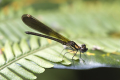 Heliocypha fenestrata