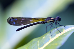 Heliocypha fenestrata