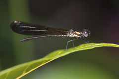 Heliocypha fenestrata