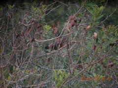 Cyanoloxia glaucocaerulea