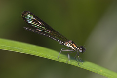 Heliocypha fenestrata