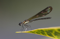 Heliocypha fenestrata