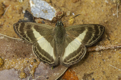 Sophista aristoteles