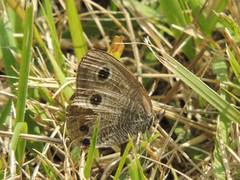 Ypthima motschulskyi