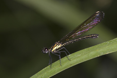 Heliocypha fenestrata