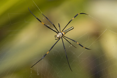 Nephila pilipes