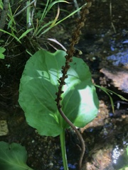 Plantago cordata
