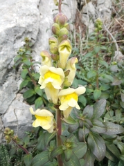 Antirrhinum latifolium