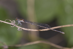 Nososticta insignis