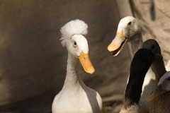 Anas platyrhynchos domesticus