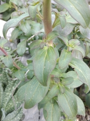 Antirrhinum latifolium