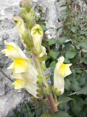 Antirrhinum latifolium