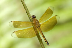 Neurothemis terminata