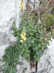 Antirrhinum latifolium