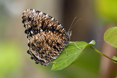 Elymnias nesaea