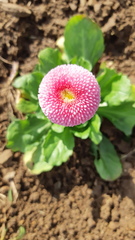 Angiospermae