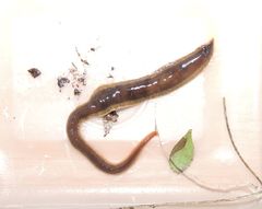 Arthurdendyus triangulatus