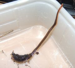 Arthurdendyus triangulatus