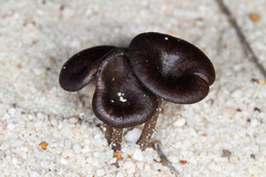 Entoloma moongum