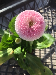Angiospermae