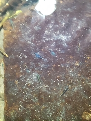 Caridina serrata