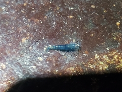 Caridina serrata