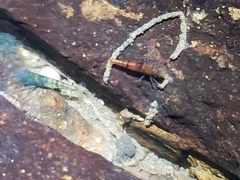 Caridina serrata