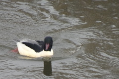 Mergus merganser