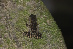 Phrynoidis juxtasper