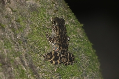 Phrynoidis juxtasper